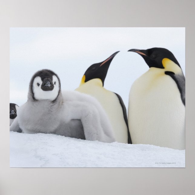 Poster Imperador Penguin (Aptenodytes forsteri) (Frente)