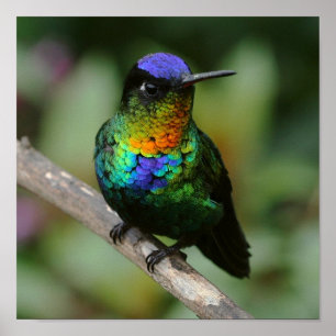 poster Impetuoso-throated do colibri