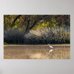 Pôster Impressão: Caça do Egret na lagoa 2