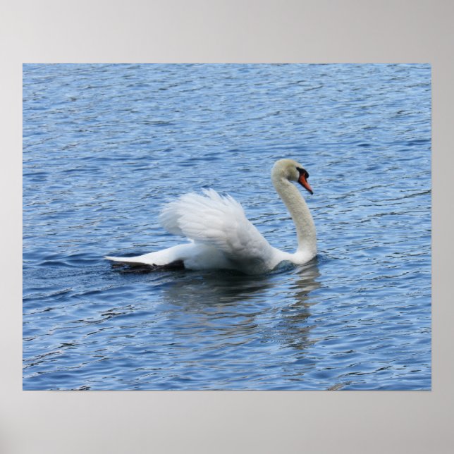 Poster Impressão de Swan Graceful (Frente)