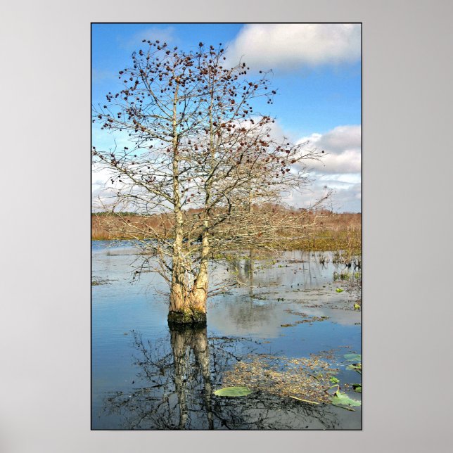 Poster Impressão: Duas Árvores como Uma (Frente)