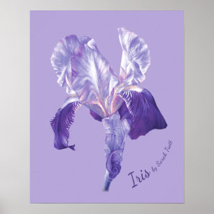 Poster impressão Flag Iris (roxo e mauve)