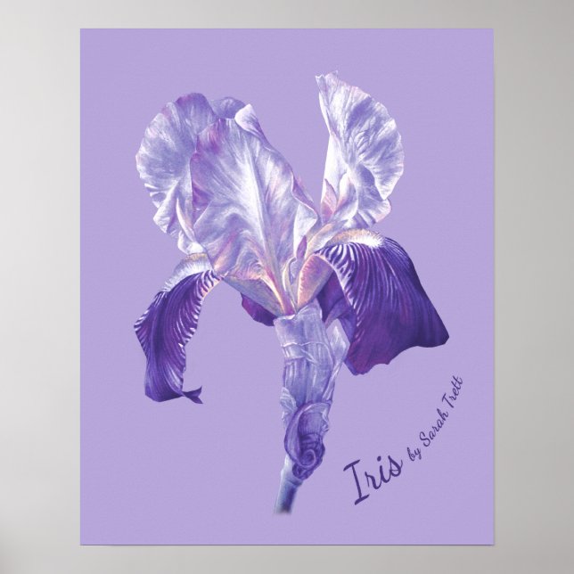 Poster impressão Flag Iris (roxo e mauve) (Frente)