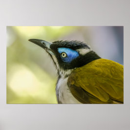 Pôster Impressão: Honeyeater Azul #1