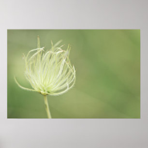 Pôster Impressão: Pena de Apache