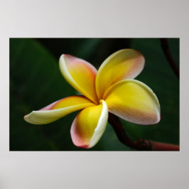 Poster Impressão: Plumeria nº 3