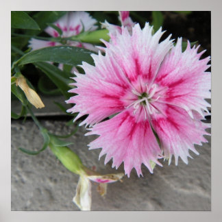 Poster impressão/poster de 2009-1008