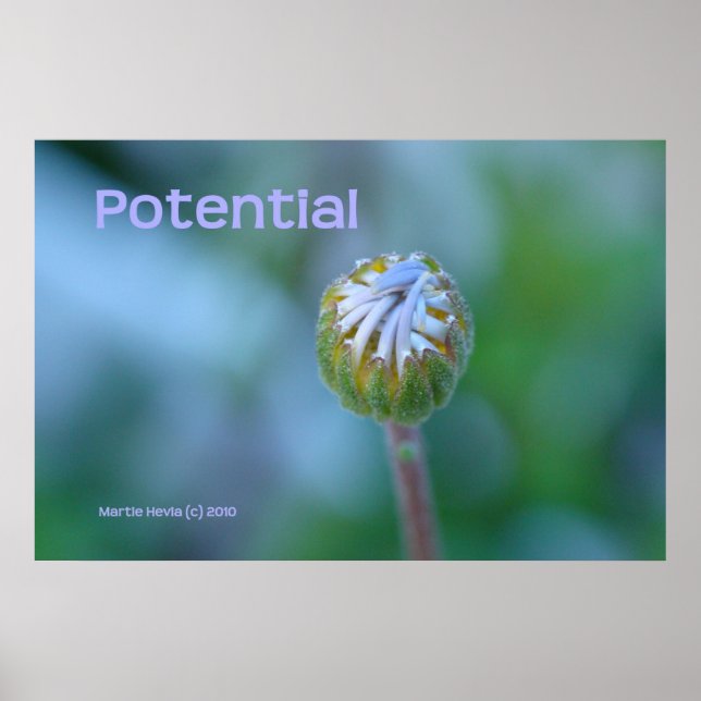 Pôster Impressão/Poster do Blue Daisy Bud - "Potencial" (Frente)
