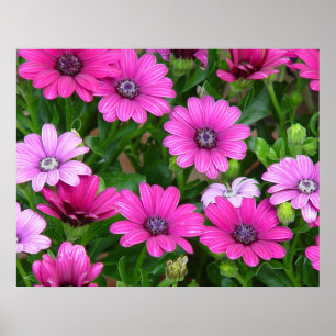 Pôster Impressão/poster do gerânio de Cranesbill (flore