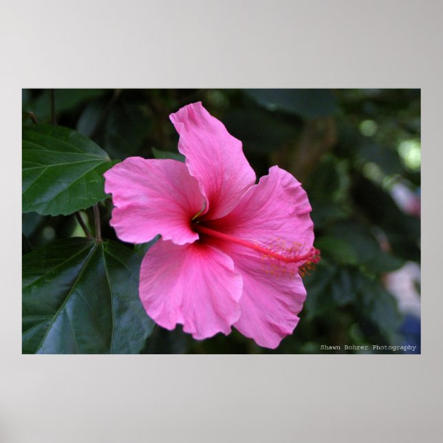 Pôster In Bloom (Frente)