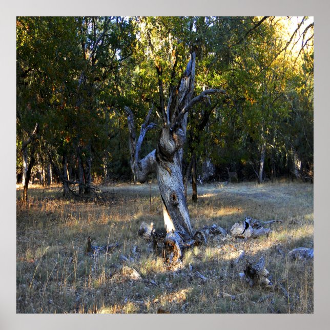 Poster In the Forest.... (Frente)