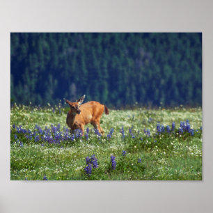 Poster In the Meadow