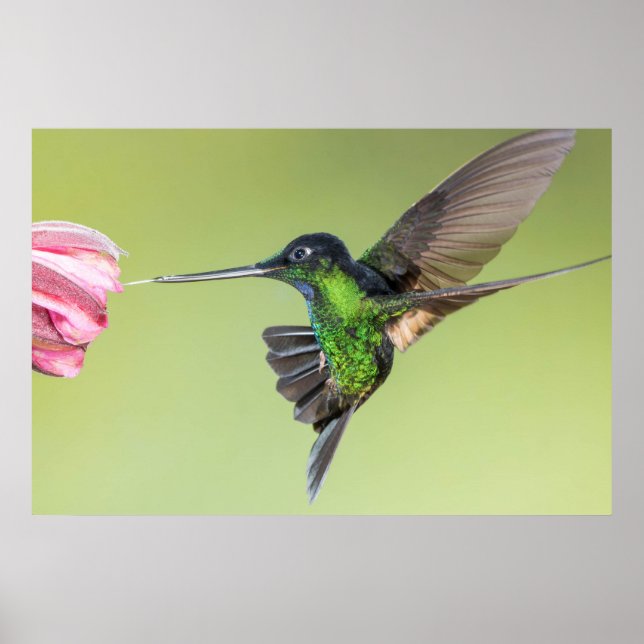 Poster Inca Hummingbird na dose de voo (Frente)