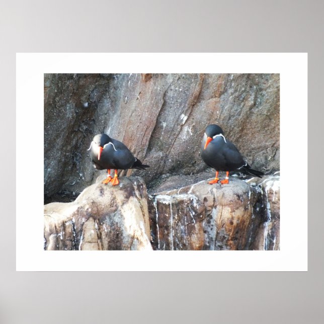 Poster Inca terns (Frente)