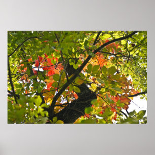 Pôster Incêndio Acima das Folhas do Outono Verde