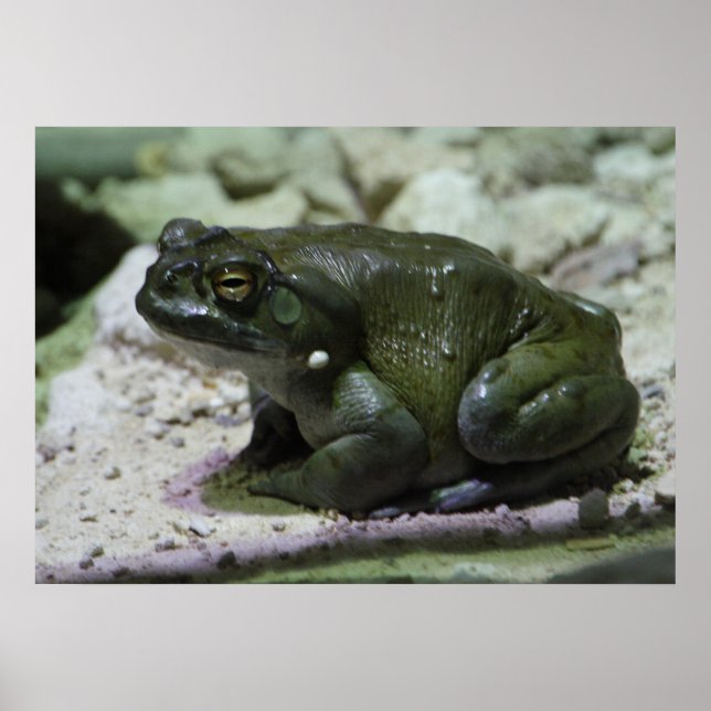 Pôster Incilius alvarius (Frente)