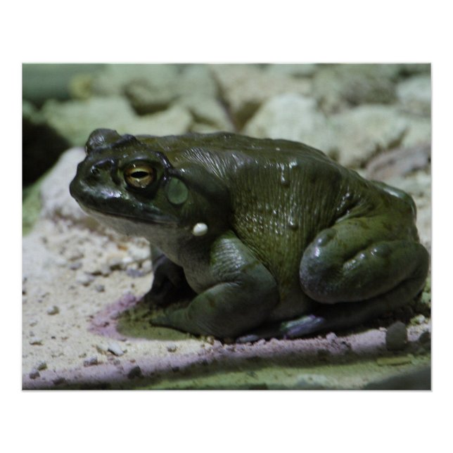 Pôster Incilius alvarius (Frente)