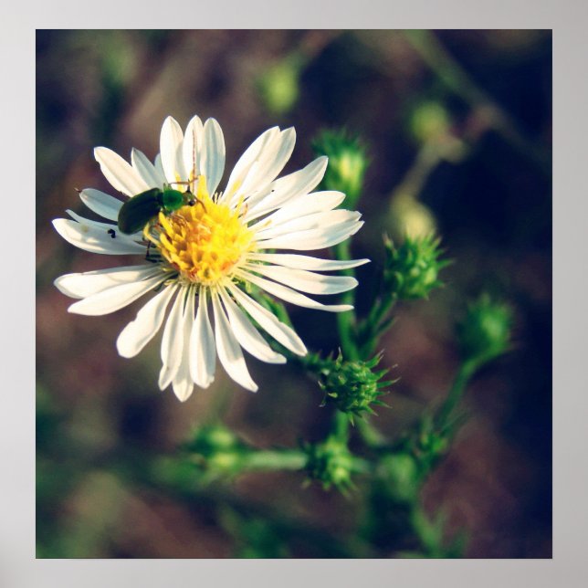 Pôster Incorporado (Frente)