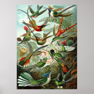 Pôster Incrível cobaias Imagem de Ernst Haeckel