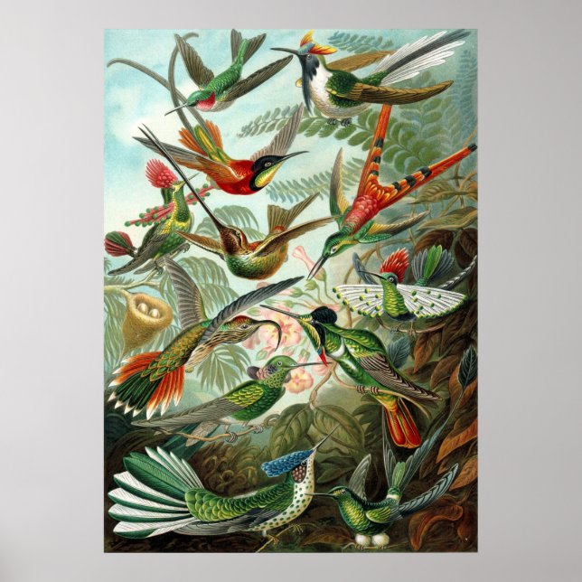 Pôster Incrível cobaias Imagem de Ernst Haeckel (Frente)