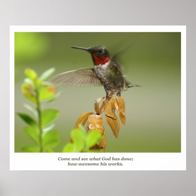 Poster Incrível Hummingbird (Frente)