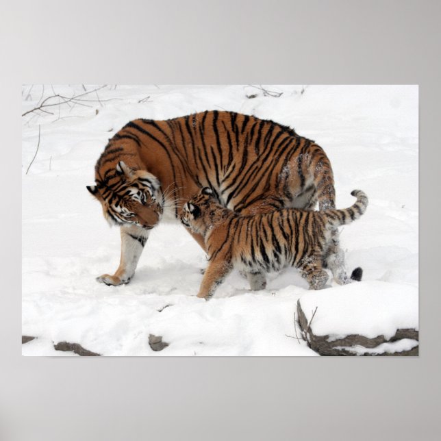 Poster Incrível Tigre com seu Cubo na neve (Frente)
