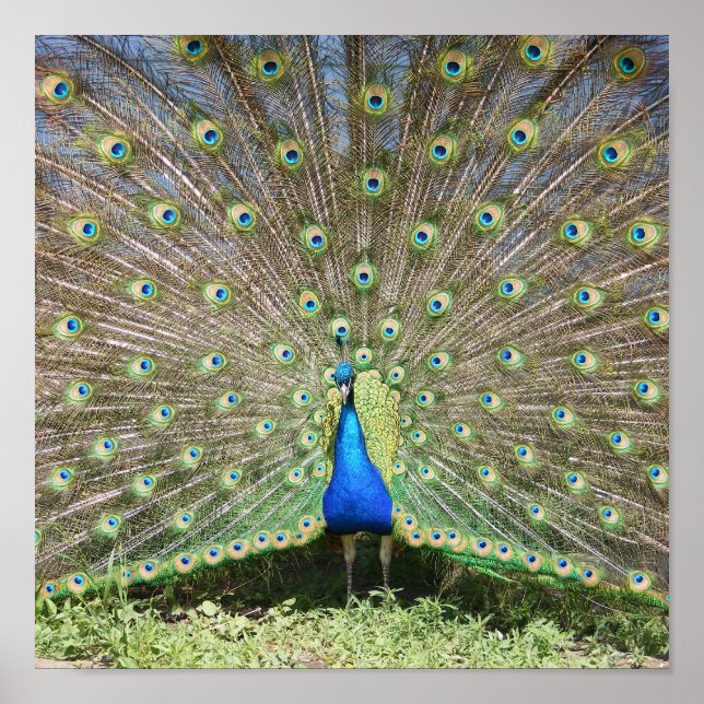 Poster India Blue Peacock (Frente)