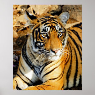 Pôster Índia, Sawai Madhopur, Ranthambore Nacional