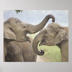Pôster Indian Asian Elephants play Fighting