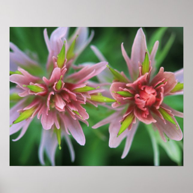 Poster Indian Paintbrush, Banff NP, Alberta, Canadá (Frente)