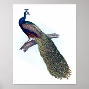 Pôster Indian peacock
