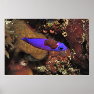 Poster Indigo Blenny Parasitizado