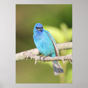 Poster Indigo Bunting
