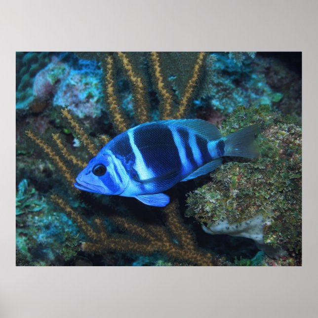 Poster Indigo Hamlet (Frente)