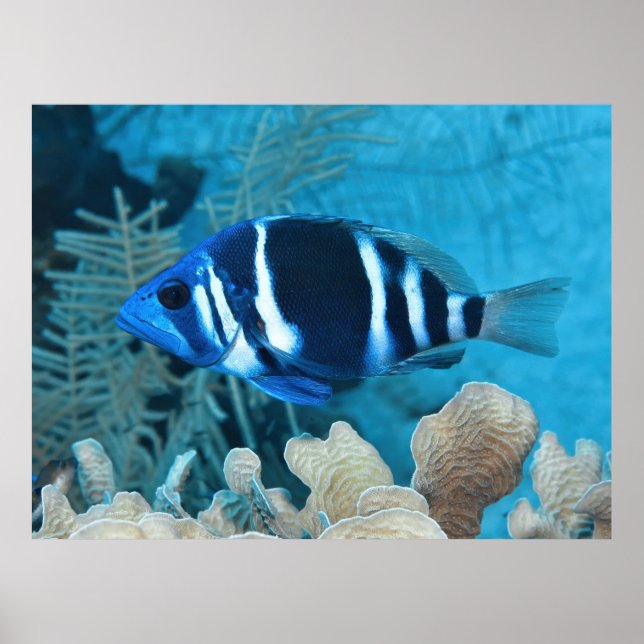 Poster Indigo Hamlet (Frente)