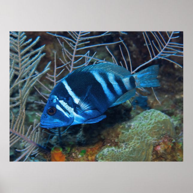 Poster Indigo Hamlet no Coral (Frente)