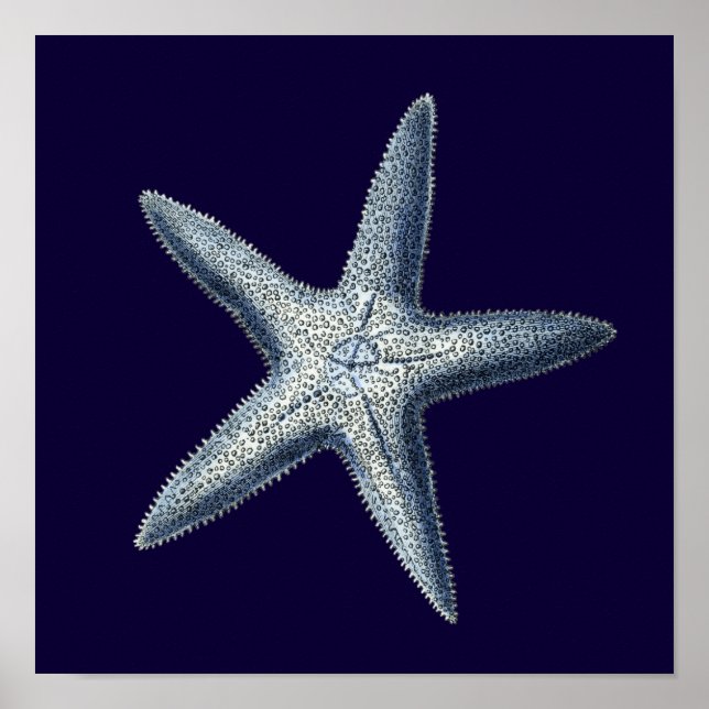 Pôster Indigo Shells IV (Frente)