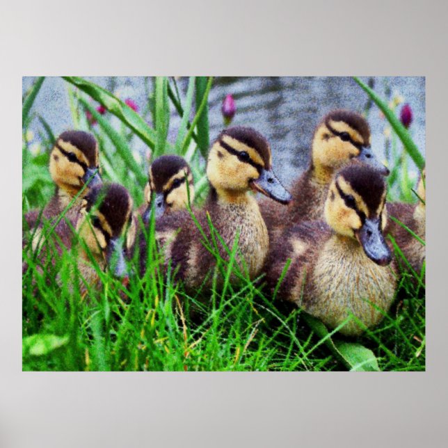 Pôster Individual Effects Birds 11 (Frente)