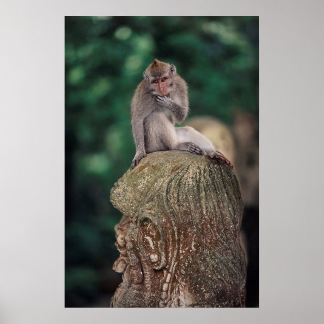 Pôster Indonesia, Bali, Ubud, Long-tailed Macaque (Frente)