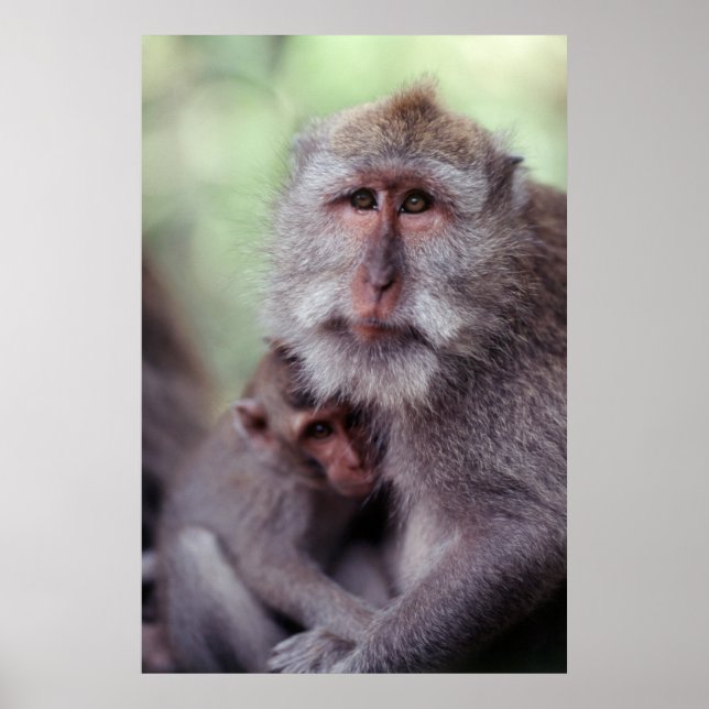 Pôster Indonésia, Bali, Ubud, Macaque 1 de cauda longa (Frente)