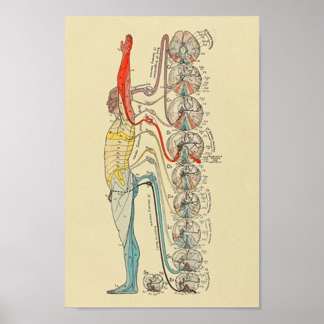 Poster Inervação Sensorial Nervos Gráfico de Anatomia Méd (Frente)