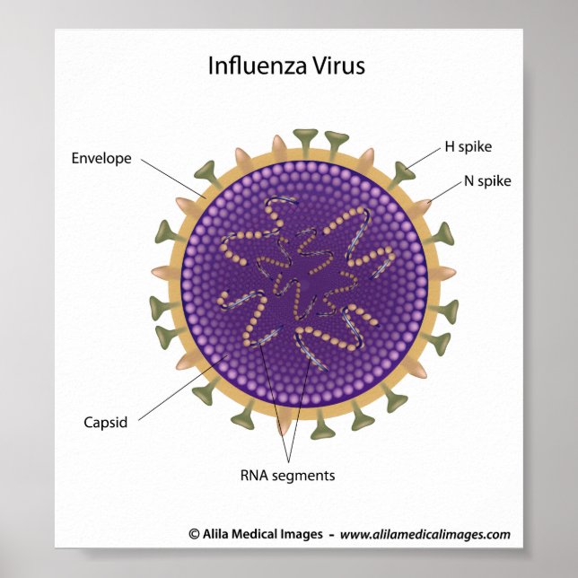 Pôster Influenza virus, labeled drawing. (Frente)