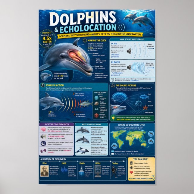 Poster Infográfico de Golfinhos (Frente)