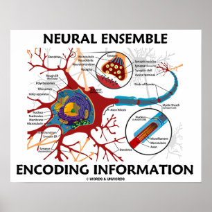 Poster Informações de codificação do conjunto neural