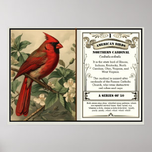 Poster Informações sobre o pássaro estadual Cardinal do N