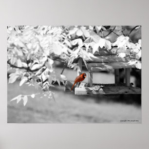 Pôster Infravermelho cardinal