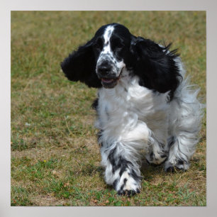 Pôster Inglês adorável cocker spaniel