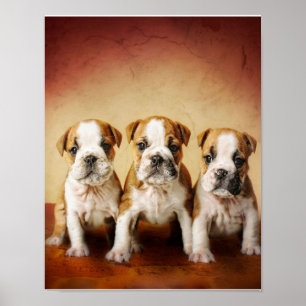 Poster Inglês Bulldog Torna-se Muito Bonito