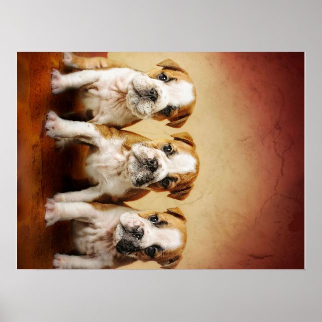 Poster Inglês Bulldog Torna-se Muito Bonito (Frente)