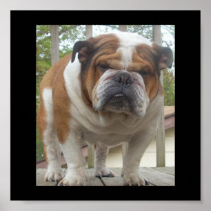 Poster inglês do buldogue